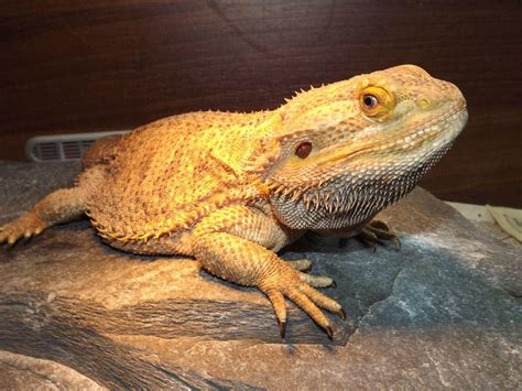 He eats very well and is active. . Bearded dragon for sale near me